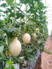 Dưa Lê Bạch Ngọc (Rock Star 01)